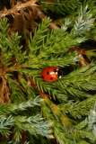 Juniperus horizontalis 'Blue Chip' RCP4-2006 (127) with ladybird.jpg